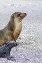Galapagos Sea Lion  832813 Royalty Free Stock Photo