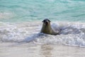 Galapagos sea lion playing at Gardner Bay on Espanola Island, Ga Royalty Free Stock Photo