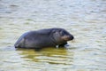 Galapagos sea lion playing at Gardner Bay, Espanola Island, Gala Royalty Free Stock Photo