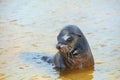 Galapagos sea lion playing at Gardner Bay, Espanola Island, Gala Royalty Free Stock Photo