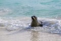 Galapagos sea lion playing at Gardner Bay on Espanola Island, Galapagos National park, Ecuador