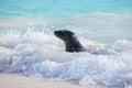 Galapagos sea lion playing at Gardner Bay on Espanola Island, Ga Royalty Free Stock Photo