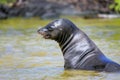 Galapagos sea lion playing at Gardner Bay, Espanola Island, Galapagos National park, Ecuador Royalty Free Stock Photo