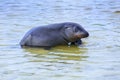 Galapagos sea lion playing at Gardner Bay, Espanola Island, Galapagos National park, Ecuador Royalty Free Stock Photo