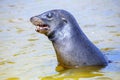 Galapagos sea lion playing at Gardner Bay, Espanola Island, Galapagos National park, Ecuador Royalty Free Stock Photo