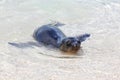 Galapagos sea lion playing in water on Espanola Island, Galapagos National park, Ecuador Royalty Free Stock Photo