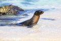 Galapagos sea lion playing in water on Espanola Island, Galapagos National park, Ecuador Royalty Free Stock Photo