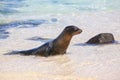 Galapagos sea lion playing in water on Espanola Island, Galapagos National park, Ecuador Royalty Free Stock Photo