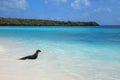 Galapagos sea lion playing in water at Gardner Bay, Espanola Isl Royalty Free Stock Photo