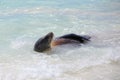 Galapagos sea lion playing in water at Gardner Bay, Espanola Island, Galapagos National park, Ecuador Royalty Free Stock Photo