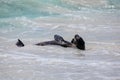 Galapagos sea lion playing in water at Gardner Bay, Espanola Island, Galapagos National park, Ecuador Royalty Free Stock Photo