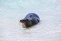 Galapagos sea lion playing in water at Gardner Bay, Espanola Island, Galapagos National park, Ecuador Royalty Free Stock Photo