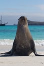 Galapagos sea lion pose