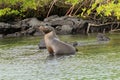 Galapagos Sea lion posing