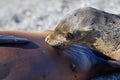 Galapagos Sea Lion Pup