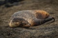 Galapagos sea lion pup sleeping on sand Royalty Free Stock Photo