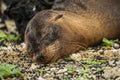 Galapagos sea lion pup sleeping on shingle Royalty Free Stock Photo