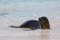 Galapagos sea lion resting at the beach on Espanola Island, Gala Royalty Free Stock Photo