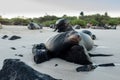 A Galapagos sea lion resting on a rock. Royalty Free Stock Photo