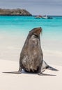 Galapagos sea lion at shore with colorful sea in background