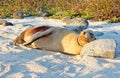 Galapagos Sea Lion