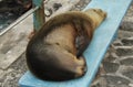 Galapagos sea lion sleeping on a bench Royalty Free Stock Photo