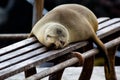 Galapagos Sea Lion Royalty Free Stock Photo