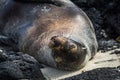Galapagos sea lion sleeping upside-down on beach Royalty Free Stock Photo