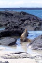 Galapagos Sea Lion  832835