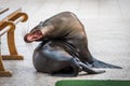 Galapagos sea lion yawning with mouth open Royalty Free Stock Photo