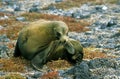 Galapagos Sea Lion, zalophus californianus wollebacki, Femelle Scratching