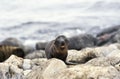 Galapagos Sea Lion, zalophus californianus wollebacki, Pup calling out