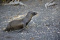 Galapagos sea lion Zalophus californianus wollebaeki, juvenile, Punta Espinosa, Fernandina Island, Galapagos Islands Royalty Free Stock Photo