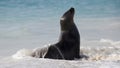 Galapagos Sea lion Zalophus wollebacki on a beach at Gardner