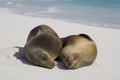 Galapagos Sea lion  Zalophus wollebacki  on a beach at Gardner Royalty Free Stock Photo