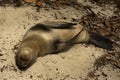 Galapagos sea lion Zalophus wollebacki.