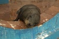 Galapagos sea lion Zalophus wollebacki.