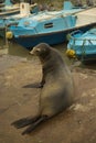 Galapagos sea lion Zalophus wollebacki.