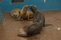 Galapagos sea lion Zalophus wollebacki.