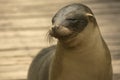 Galapagos sea lion Zalophus wollebacki.