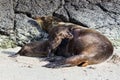 Galapagos Sea Lion Zalophus wollebaeki cub suckling from its mother on a beach, Genovesa Island, Galapagos Islands Royalty Free Stock Photo