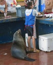 A Galapagos sea lion Zalophus wollebaeki in the Puerto Ayora fish market, waiting for some fish guts.