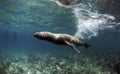 Galapagos sea lion Zalophus wollebaeki swimming fast underwater