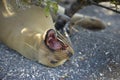 Galapagos sea lion Zalophus wollebaeki yawning, Punta Espinosa, Fernandina Island, Galapagos Islands Royalty Free Stock Photo