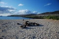 Galapagos sea lions Royalty Free Stock Photo