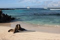 Galapagos Sea Lions