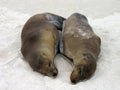 Galapagos Sea Lions Royalty Free Stock Photo