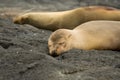 Galapagos sea lions Royalty Free Stock Photo