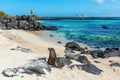 Galapagos Sea Lions, Espanola, Ecuador Royalty Free Stock Photo