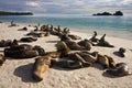 Galapagos Sea Lions - Espanola - Galapagos Islands Royalty Free Stock Photo